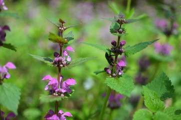 Flowers and grass in the forest