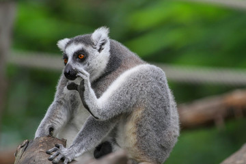 ring-tailed lemur (lemur catta)