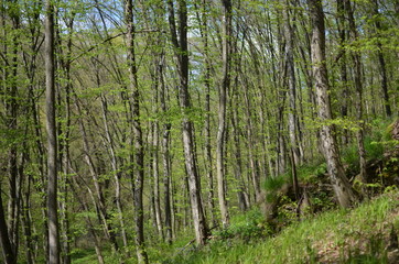 Green forest with trees and grass