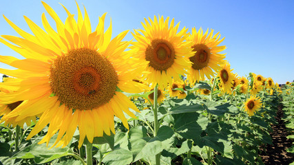 Obraz premium France - Mondragon - Tournesols