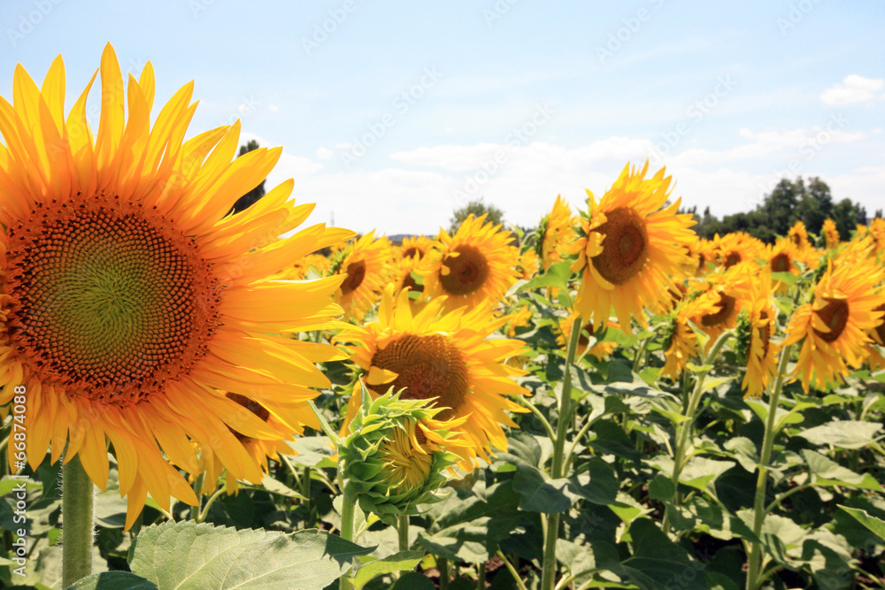 Canvas Prints France - Mondragon - Tournesols