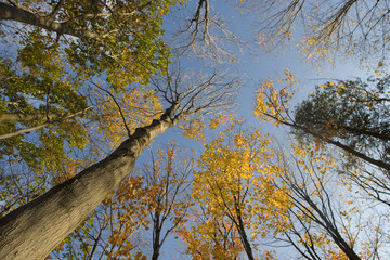 Autumn Treetops