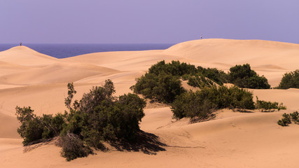 Die Dünen von Maspalomas auf Gran Canaria