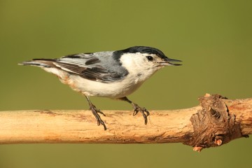 Obraz premium Nuthatch On A Branch