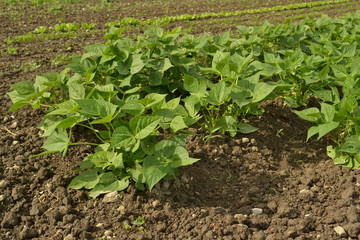 haricots au jardin