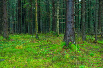 Obraz premium thick dark fir forest covered with moss
