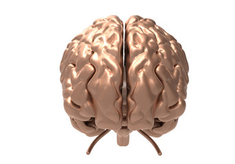 brain with clipping mask