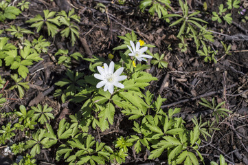 Anemone, windfall (Anemone sylvestris)