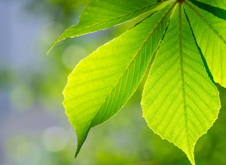 Fototapeta na wymiar Beautiful chestnut leaf photographed backlit