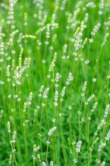Green shoots of lavender