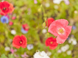 Fototapeta premium Kleiner Ausschnitt von einer blühenden Sommerwiese