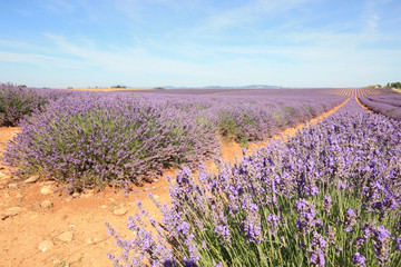 Fototapeta premium France - Valensole - Lavandes
