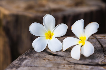 Fototapeta na wymiar Tropical Frangipani flowers on wood