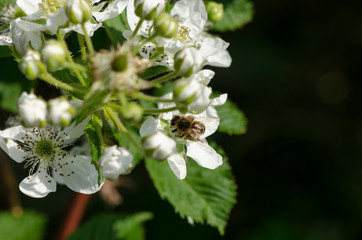 white blackberries florets fly small bees