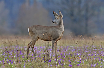 Roe deer amidst saffron
