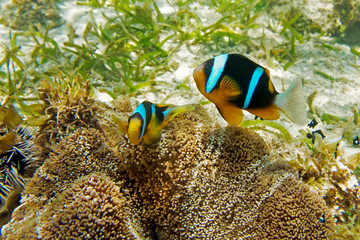 Clarks Anemonenfisch - Clownfisch