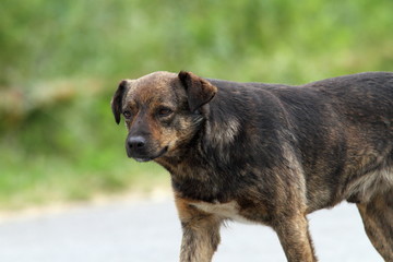 feral dog on the street