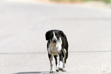 feral dog walking on the street