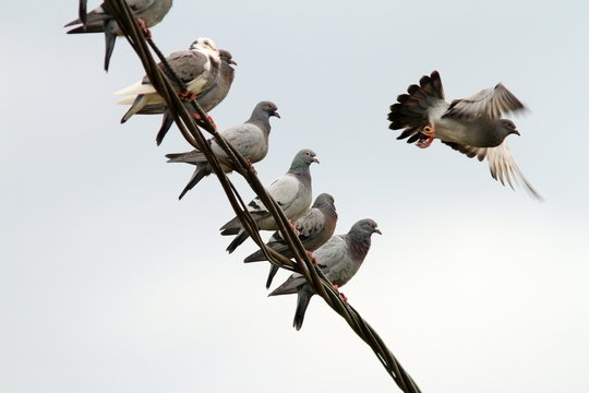 flock of pigeons on electric wire