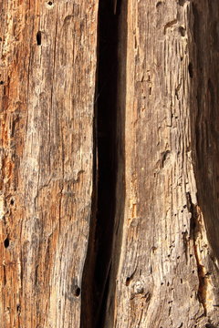 old oak wood damaged by insects