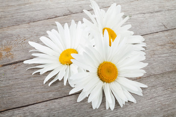 Obraz premium Daisy camomile flowers