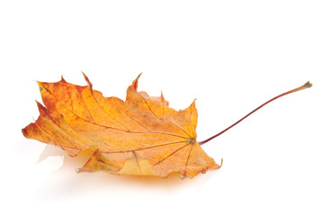 Colorful autumn maple leaf