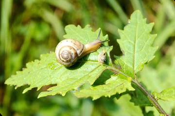 Snail
