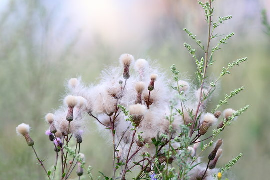 thristle flowers in summer