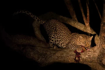 Poster Im Rahmen Hungry leopard eat dead prey in tree at night © Alta Oosthuizen