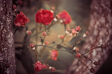 Photo sur Plexiglas Roses branches de buisson de roses sauvages entre les branches d& 39 arbres