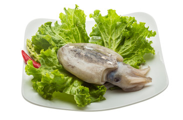 Raw cuttlefish