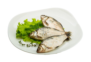 Crucian fish