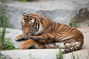 sich putzender Tiger