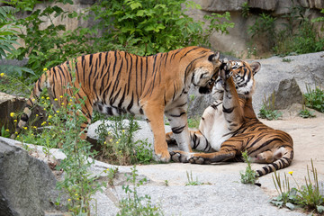 Tigerliebe