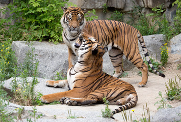 Tiger Paar