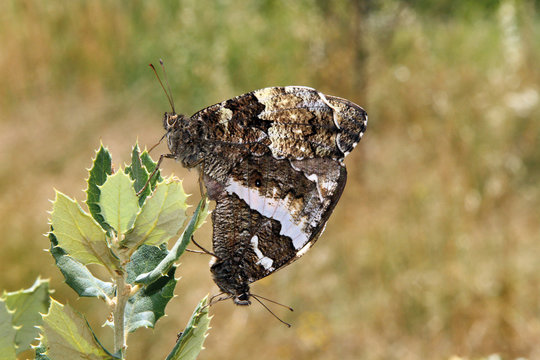 Mariposas rey moro copulando, brintesia circe, Sauceda