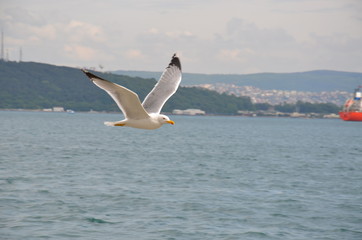 Fototapeta na wymiar Seagull in Istanbul
