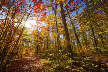 Obraz premium Sunshine in fall forest