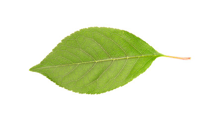 Fototapeta na wymiar Beautiful green leaf isolated on white