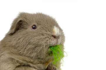 Curly Meerschweinchen kaut Grünzeug