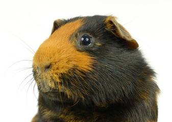 Kopfportrait Meerschweinchen linksgerichtet