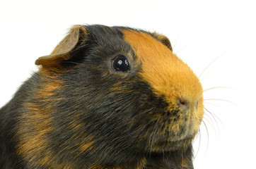 Portrait Glatthaar-Meerschweinchen (nach rechts)