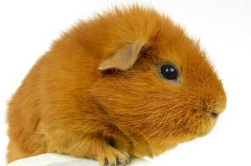 rotes US-Teddy Portrait seitlich