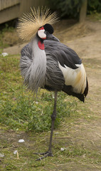 Crane bird