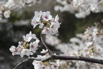 飯田橋桜撮影
