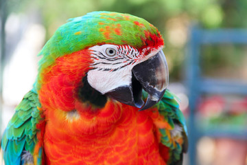 Macaw portrait