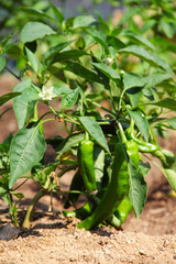 Green pepper plant