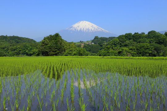 逆さ富士と稲田