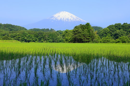 富士と新緑の田んぼ
