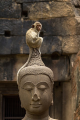 Monkey sitting perched on buddha head